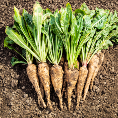 Chicory Root Inulin